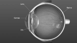 cataract anatomy image